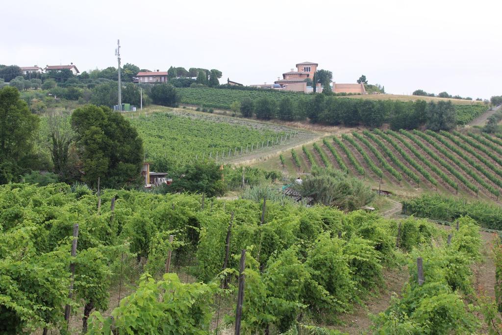 Agriturismo 7 Colonne Villa Bertinoro Esterno foto